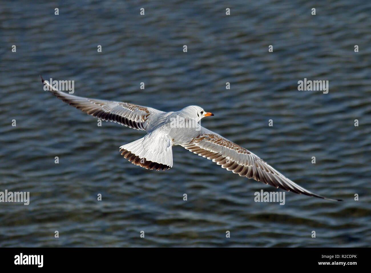 gull gliding ... Stock Photo