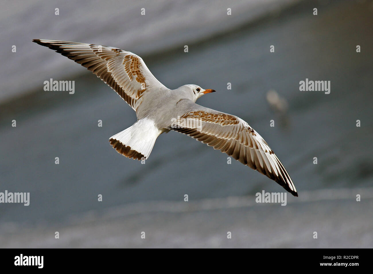 gull in gliding ..... Stock Photo