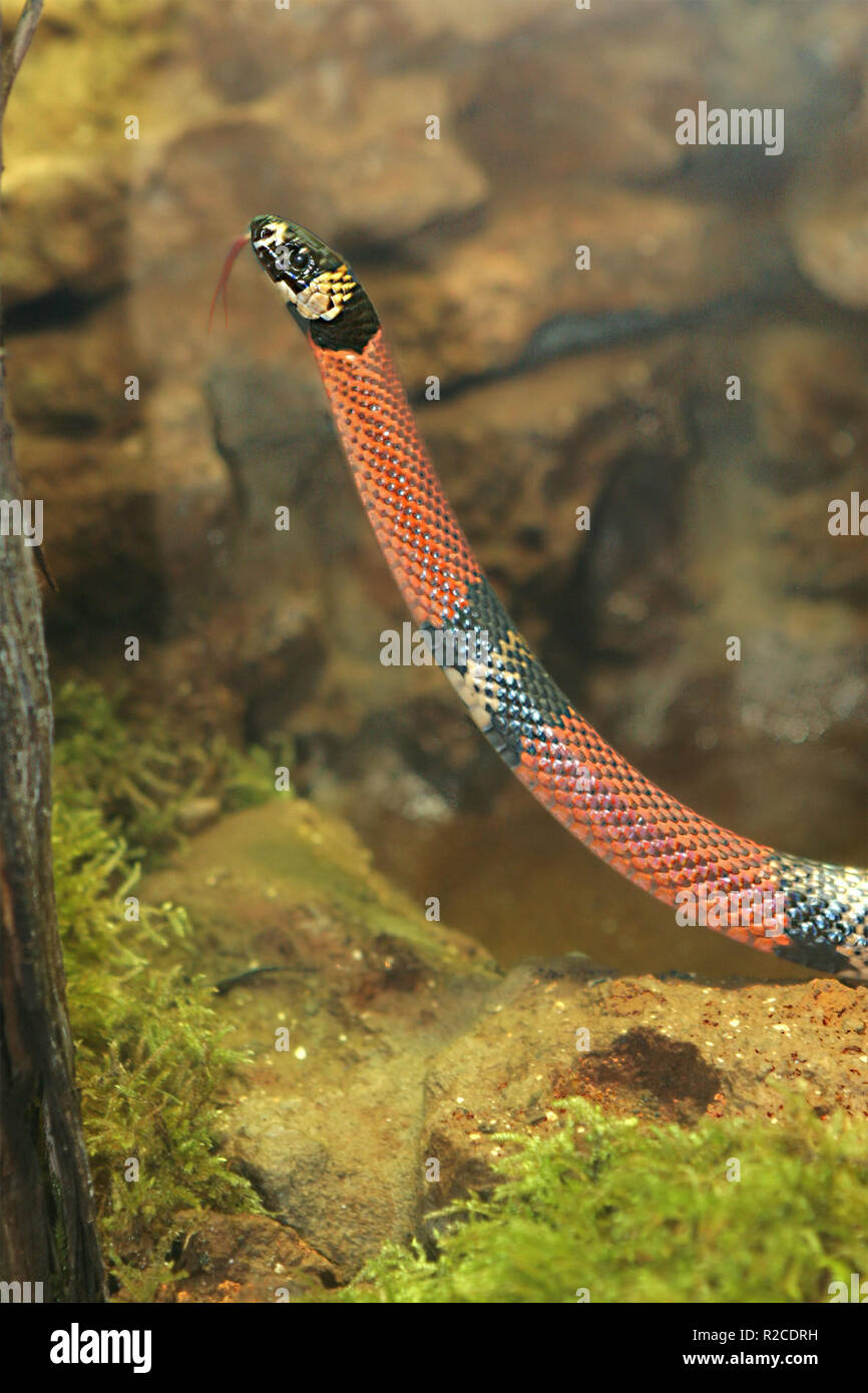 Red and black snake hi-res stock photography and images - Alamy