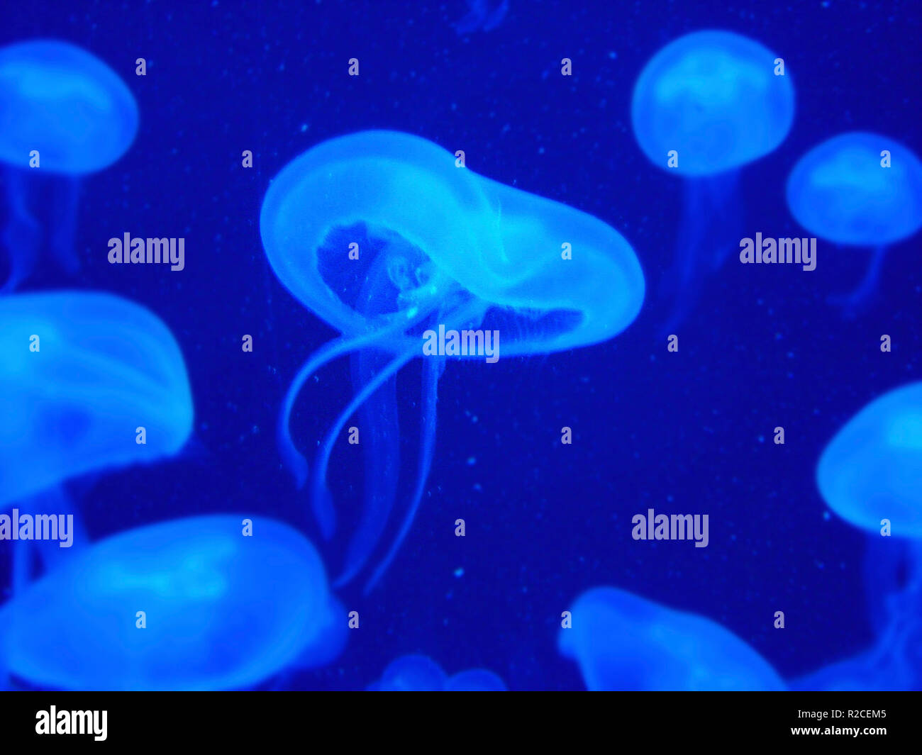 jellyfish in schÃ¶nbrunn Stock Photo