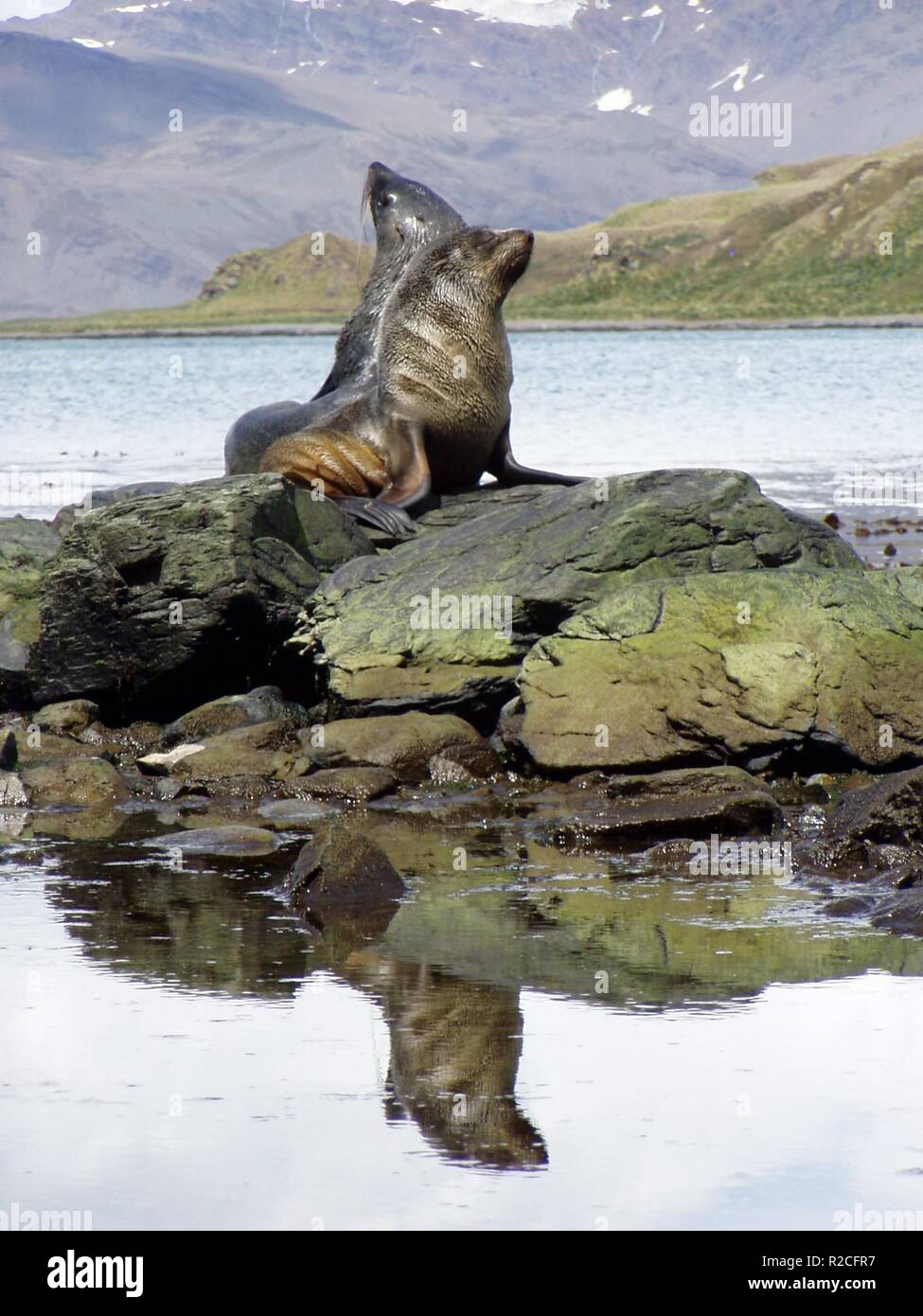 proud seals Stock Photo