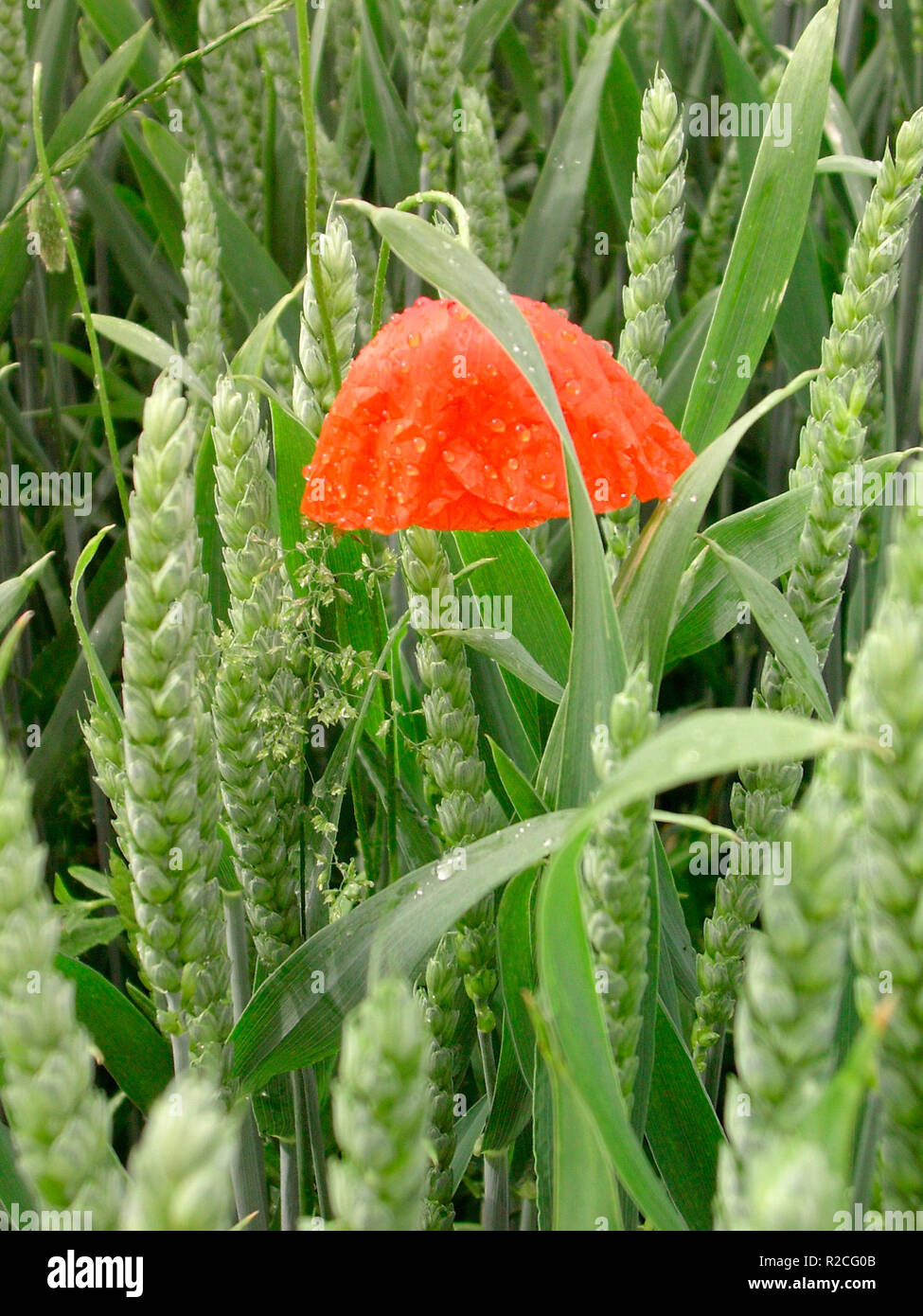 Wet poppy bloom in field hi-res stock photography and images - Alamy