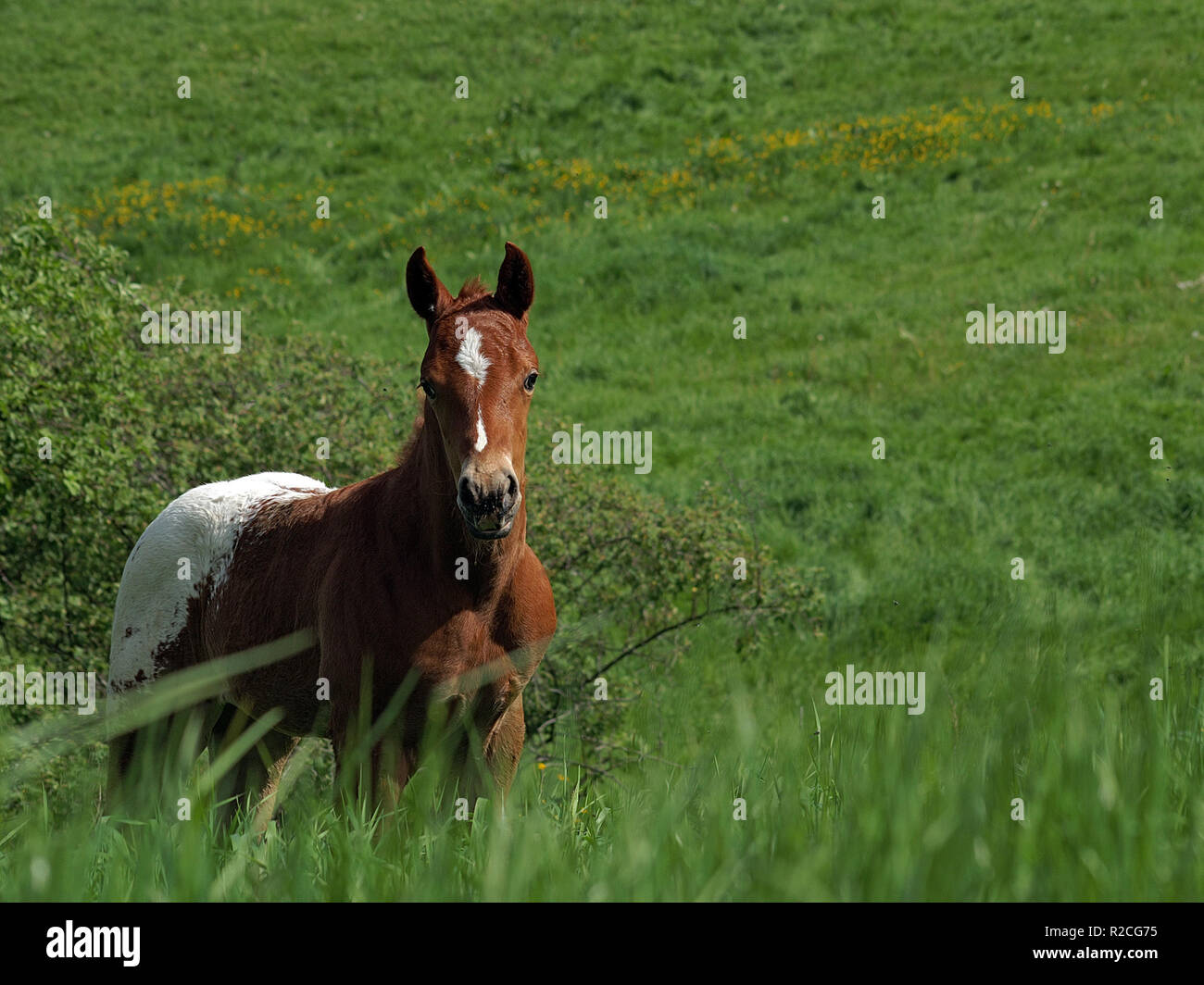 appaloosa foal Stock Photo
