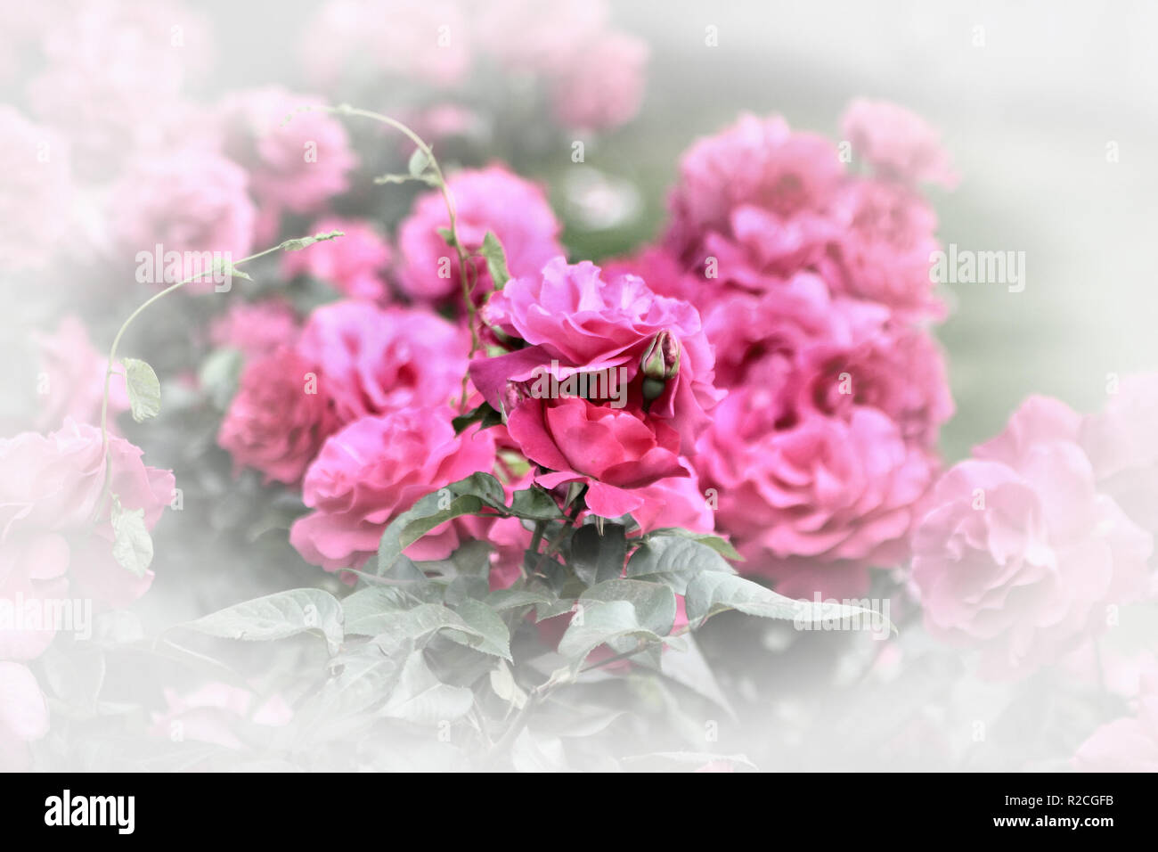 flowers hires stock photography and images Alamy