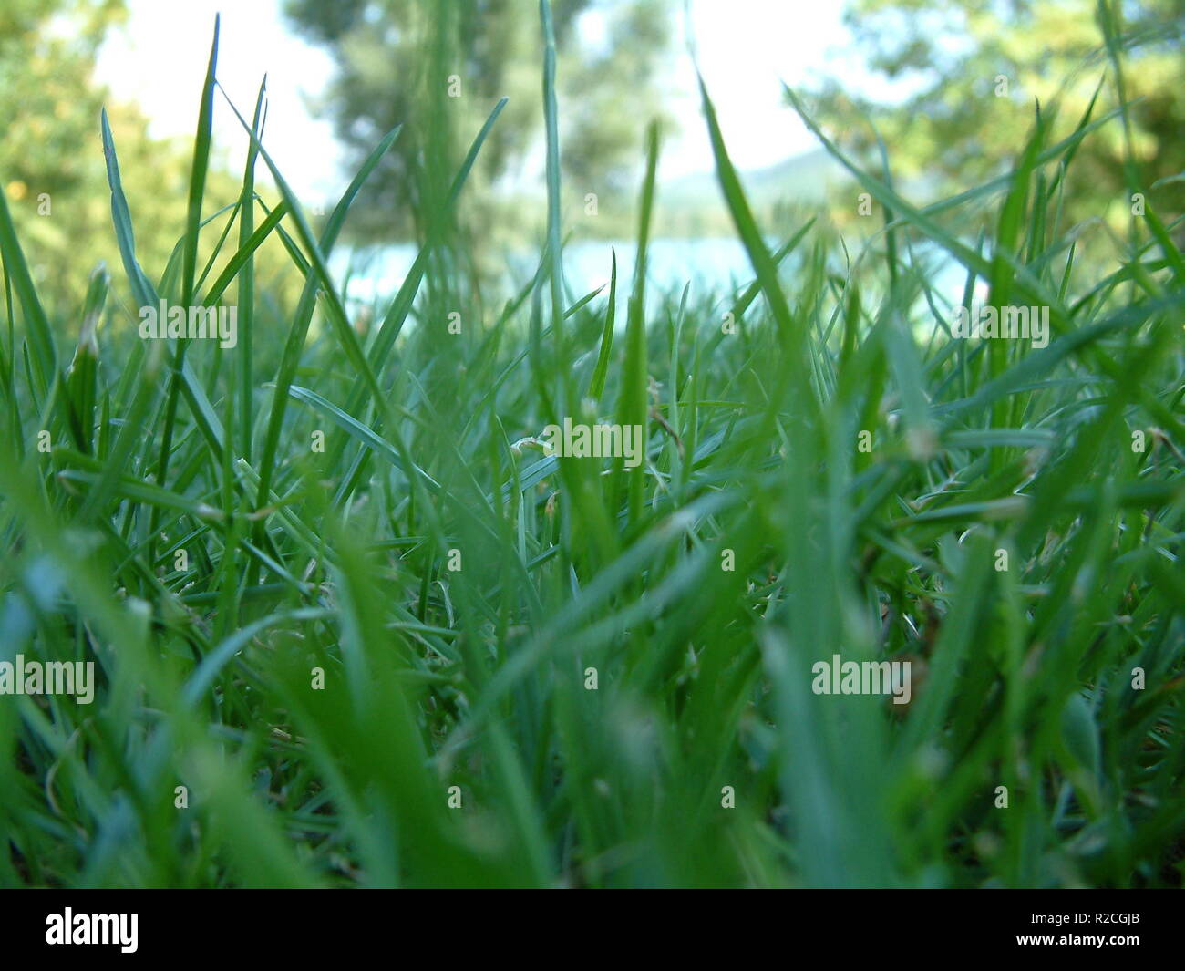 leaves of grass Stock Photo Alamy