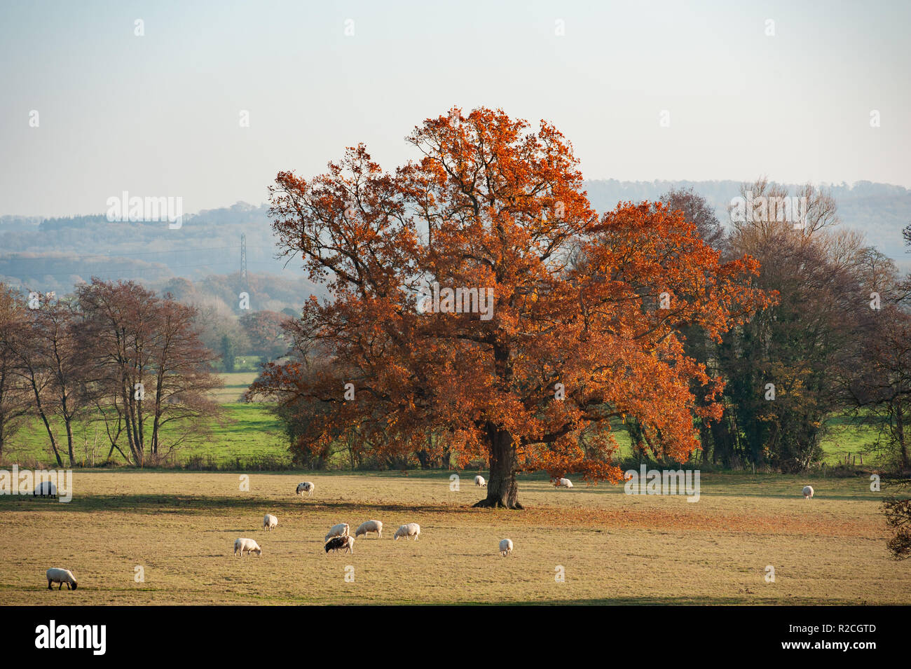 Beautiful English Oak tree in Autumn foliage at Marston Bigot Park
