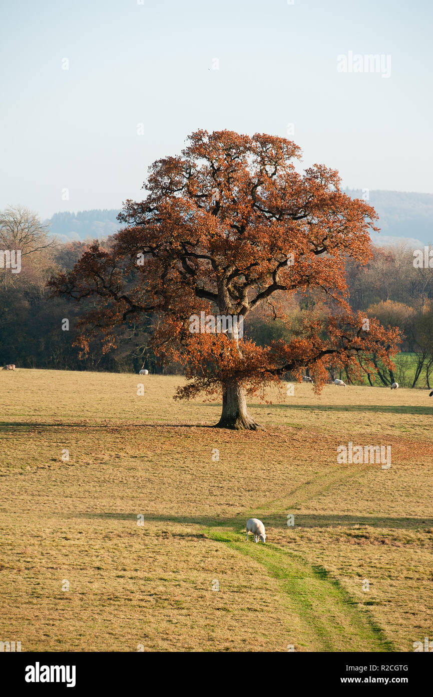 Beautiful English Oak tree in Autumn foliage at Marston Bigot Park