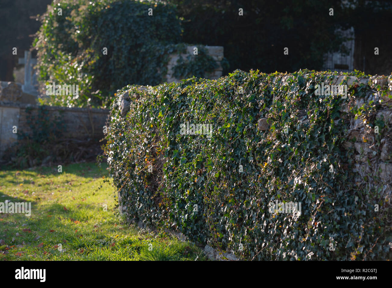 Ivy covered stone wall at St Leonards Church, Marston Bigot, Frome, Somerset, UK Stock Photo