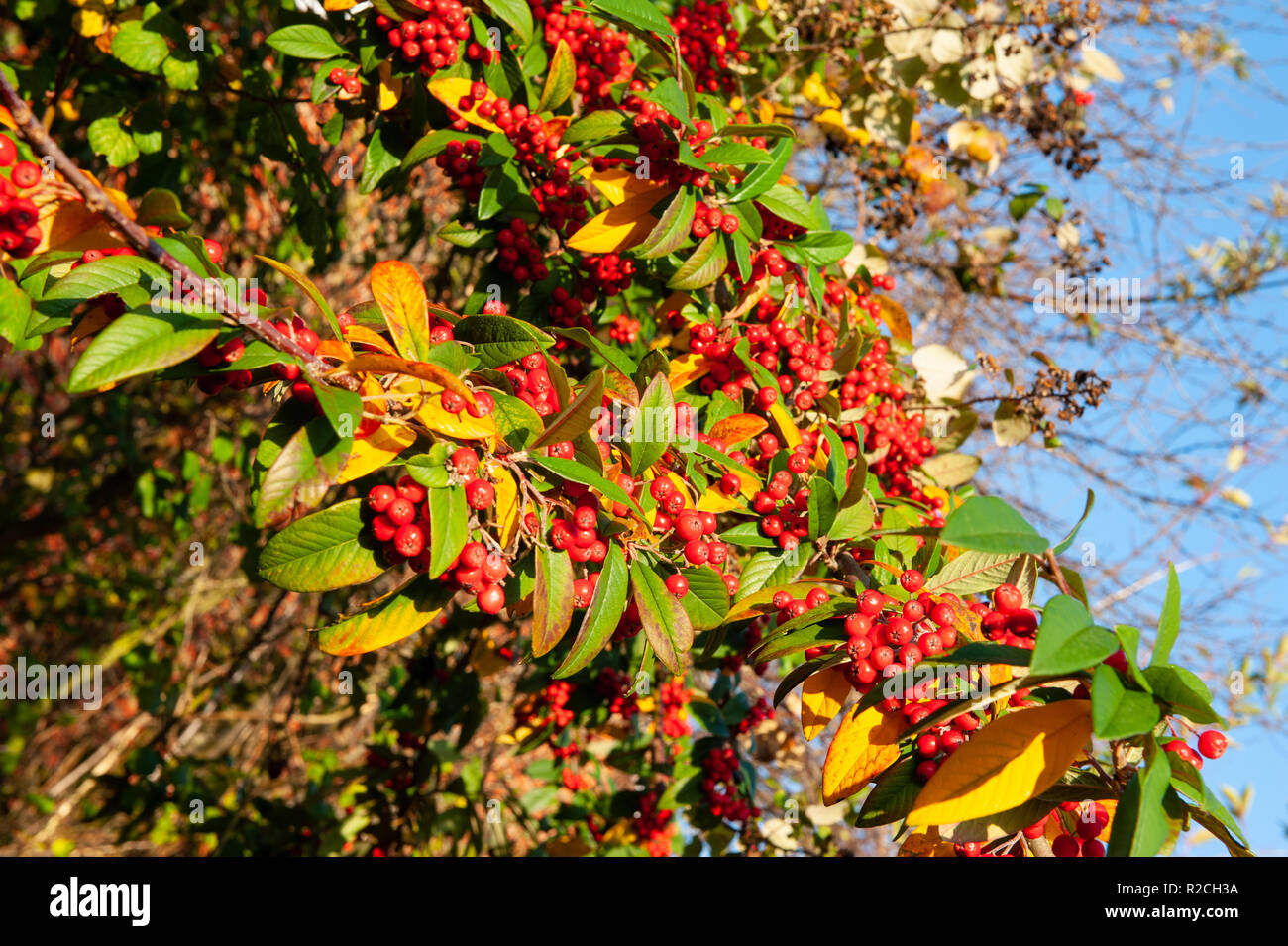 Cotoneaster leaves and berries in the autumn sunshine. Stock Photo