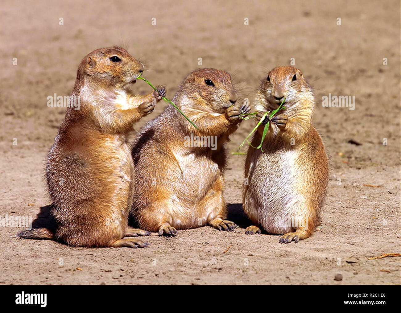 the flutes trio (reload) family ties Stock Photo Alamy