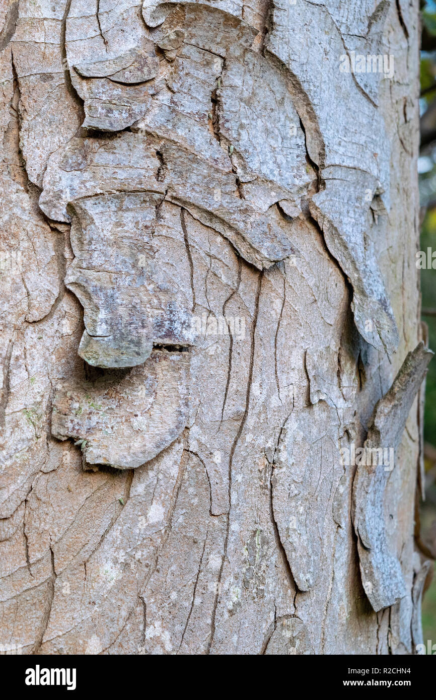 Acer Pseudoplatanus Tree Bark Stock Photo