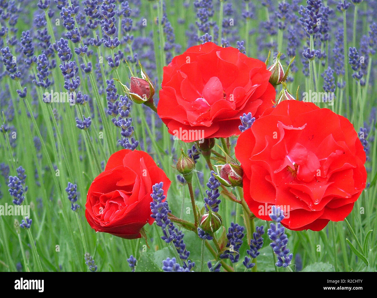 Rose and lavender flower bed hires stock photography and images Alamy