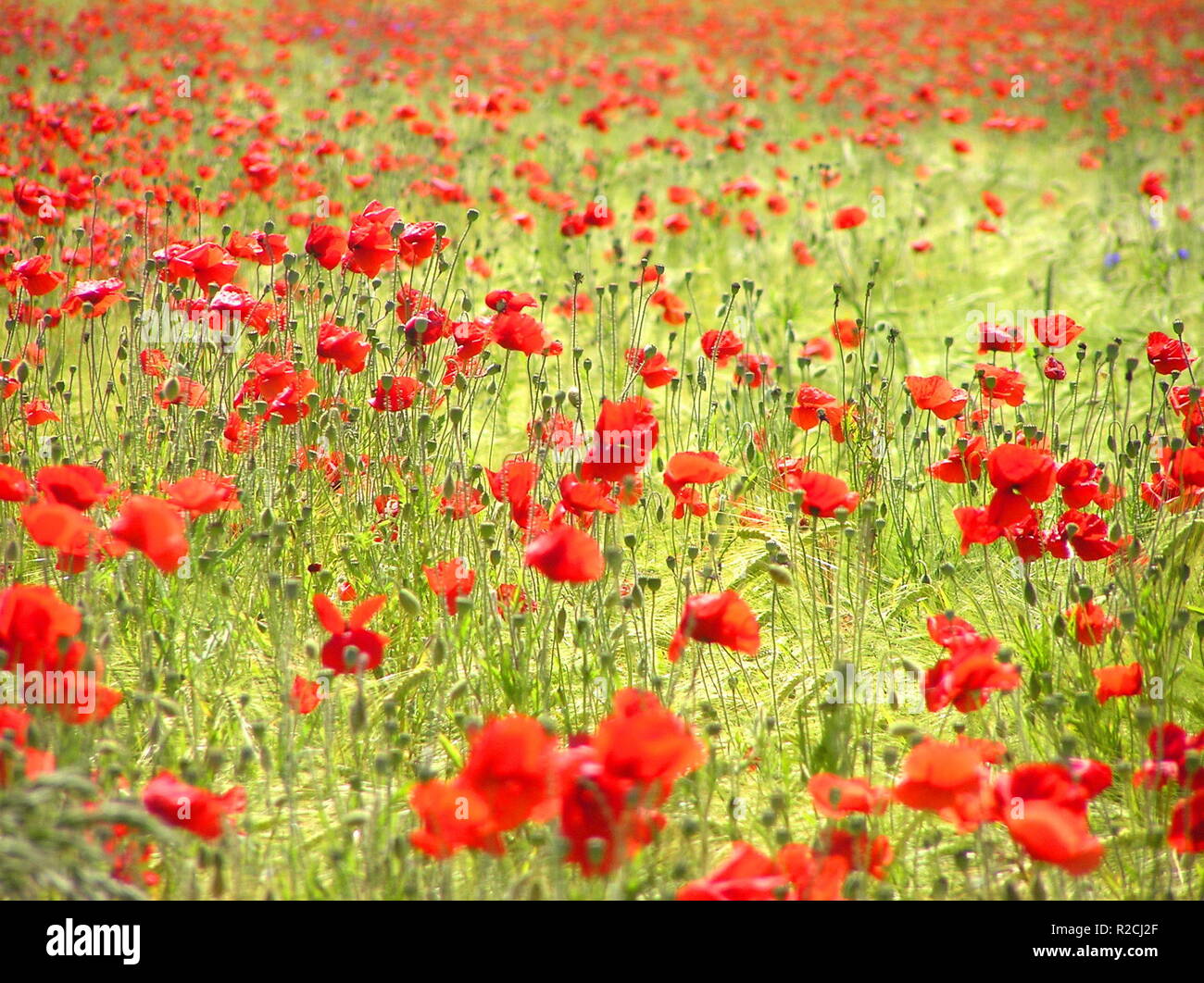 poppy in barley Stock Photo - Alamy
