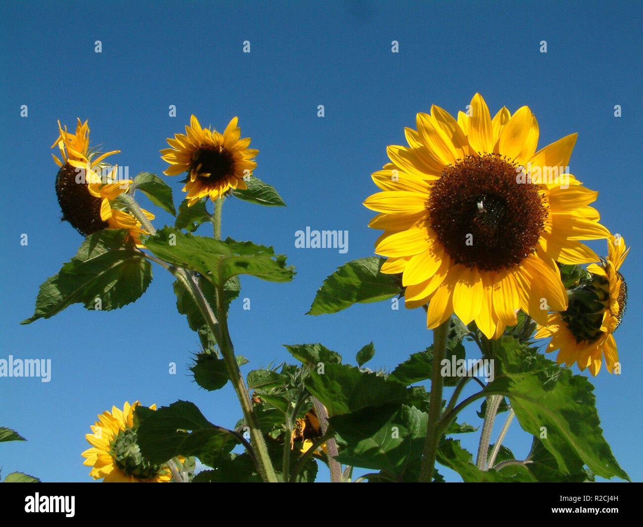my favorite flowers Stock Photo Alamy