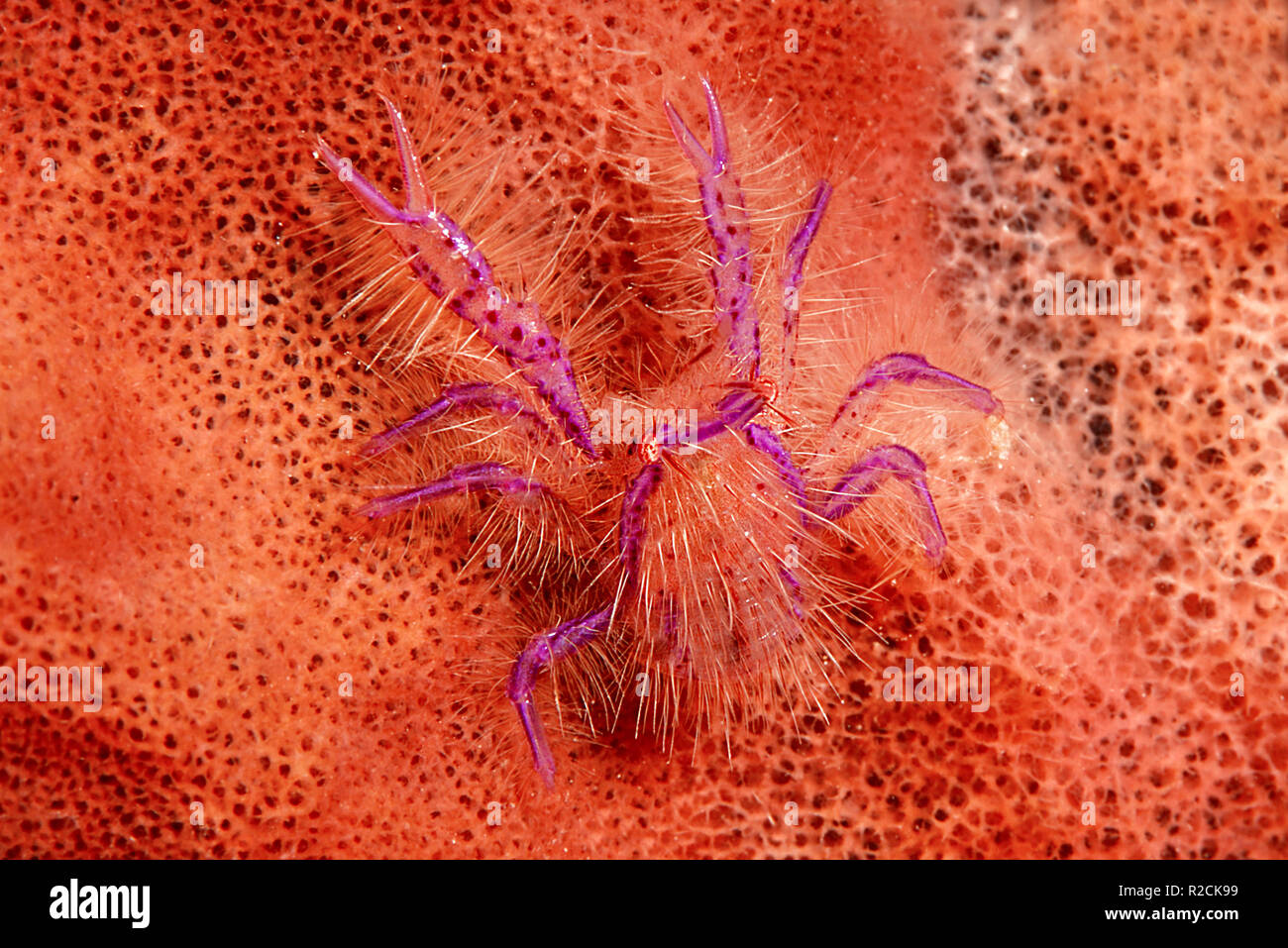 Hairy Squat Lobster (Lauriea siagiani) lives on sponges ( Xestospongia), Sulawesi, Indonesia Stock Photo