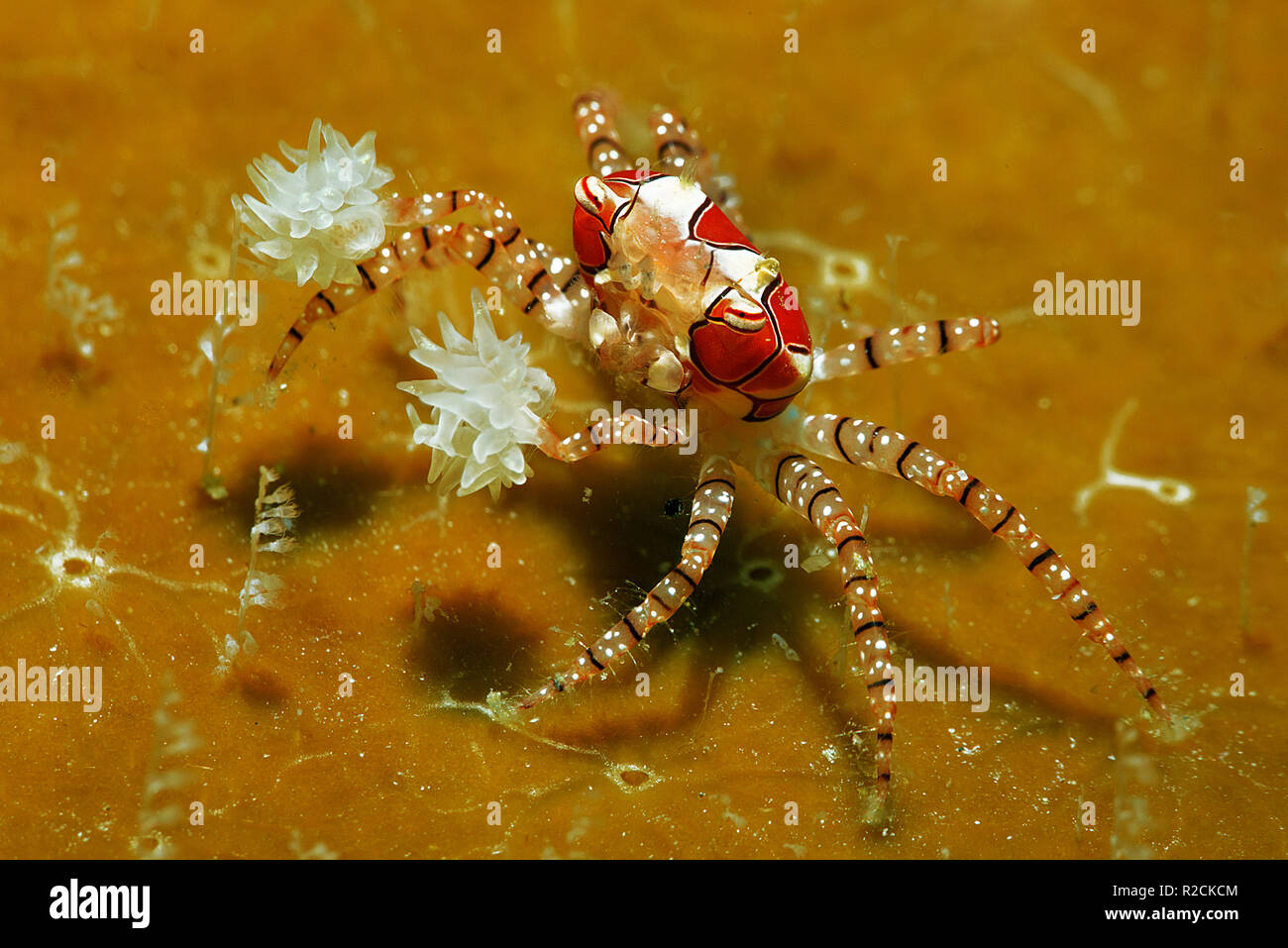 Boxer crab or Pom Pom Crab (Lybia tessellata) with eggs, is associated with anemones (Triactis sp.), Walindi, Papua Neu Guinea Stock Photo