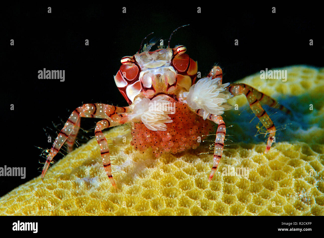 Boxer crab or Pom Pom Crab (Lybia tessellata) with eggs, is associated with anemones (Triactis sp.), Walindi, Papua Neu Guinea Stock Photo