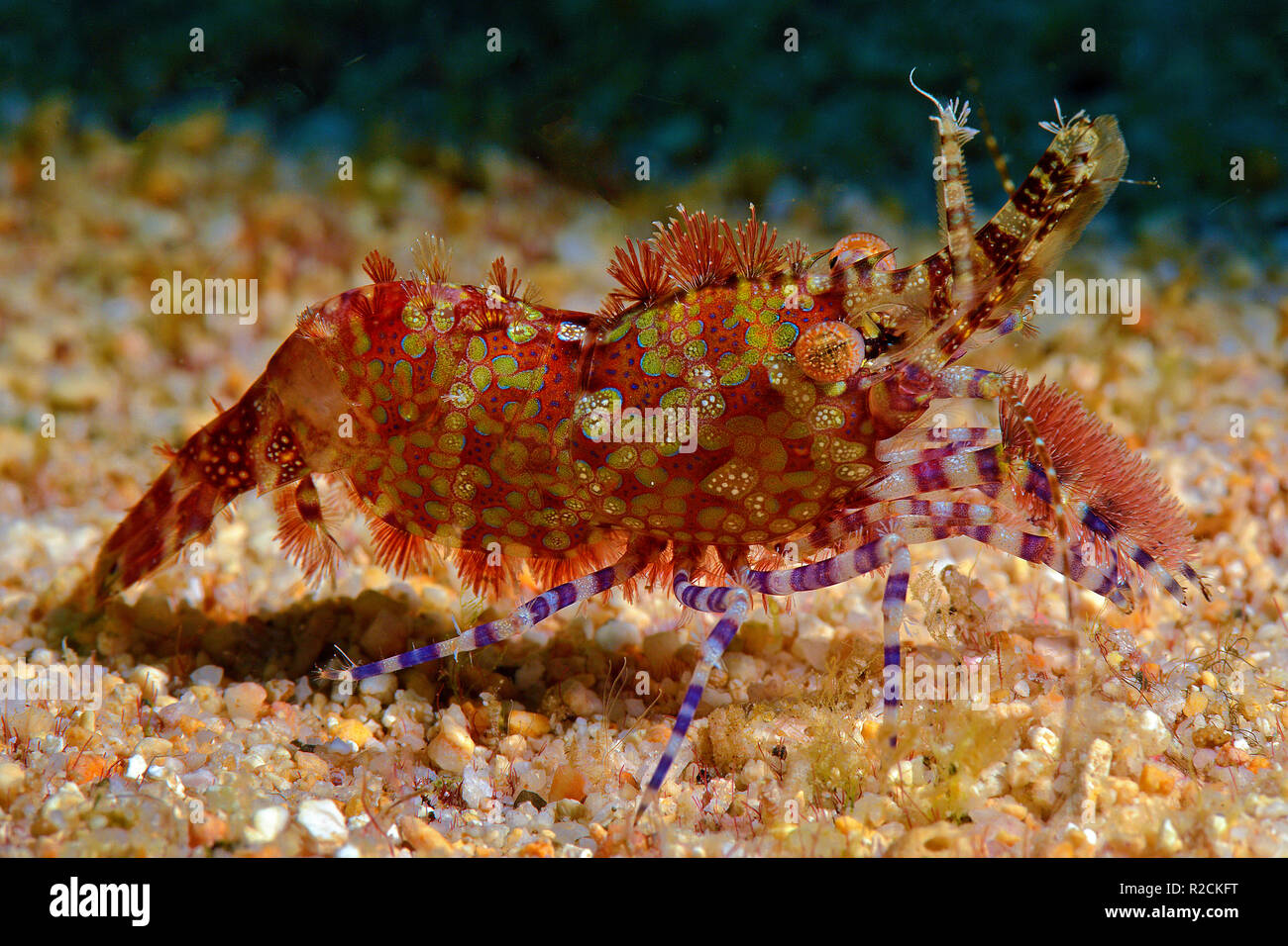 Marble shrimp (Saron marmoratus), Witu island, West New Britain, Papua New Guinea, Pacific Ocean Stock Photo
