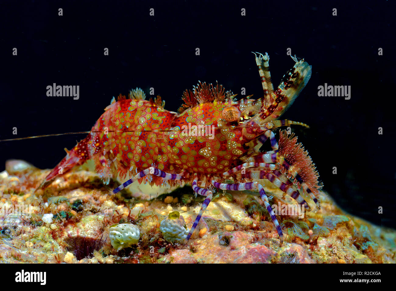 Marble shrimp (Saron marmoratus), Witu island, West New Britain, Papua New Guinea, Pacific Ocean Stock Photo