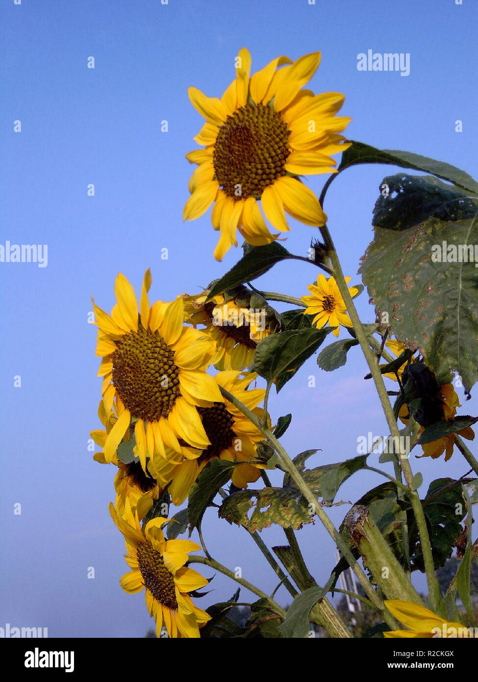 sunflower (latin helianthus annuus Stock Photo Alamy