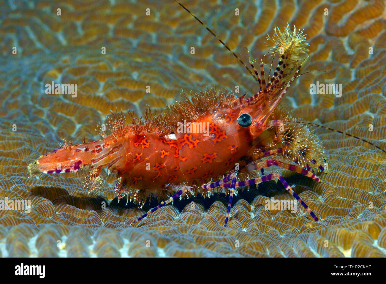 Marble shrimp (Saron marmoratus), Witu island, West New Britain, Papua New Guinea, Pacific Ocean Stock Photo