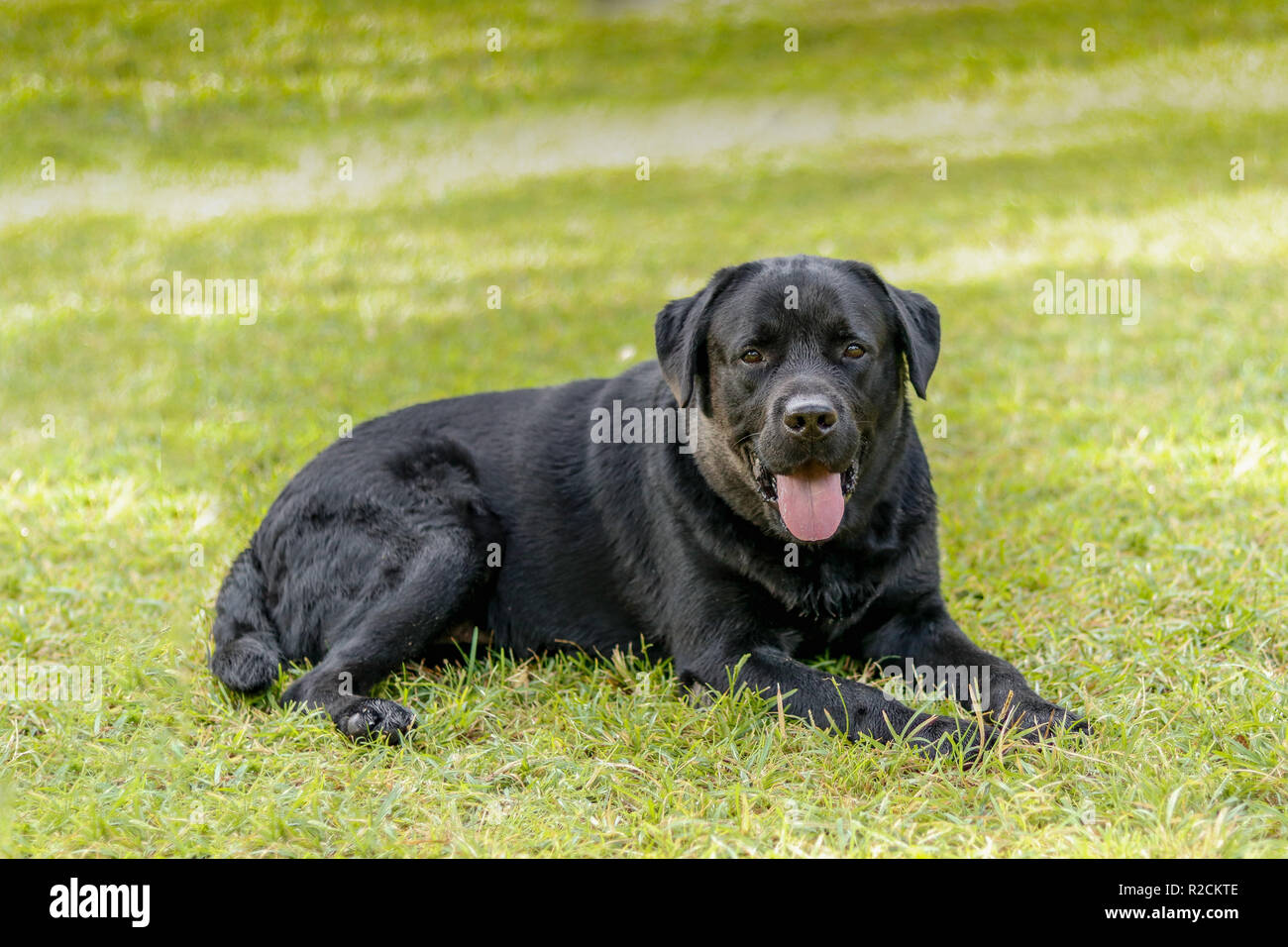 Lebra black dog setting on green grass 