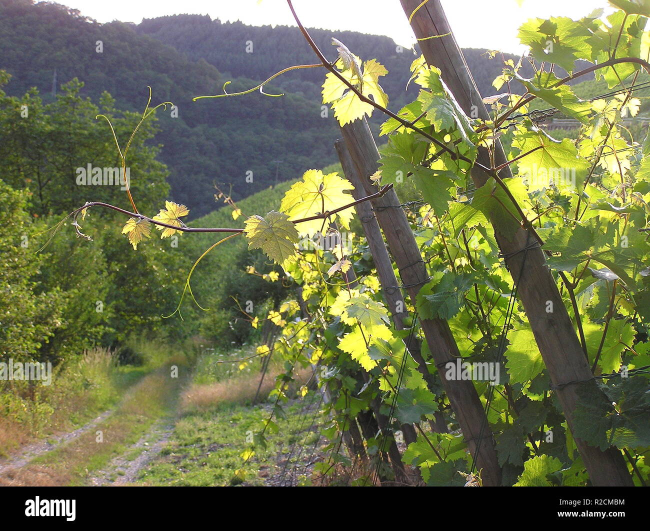 vines 1 Stock Photo Alamy