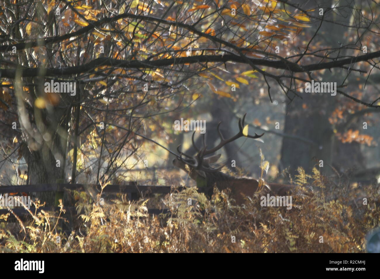 Bradgate Park, Leicestershire, UK Stock Photo Alamy