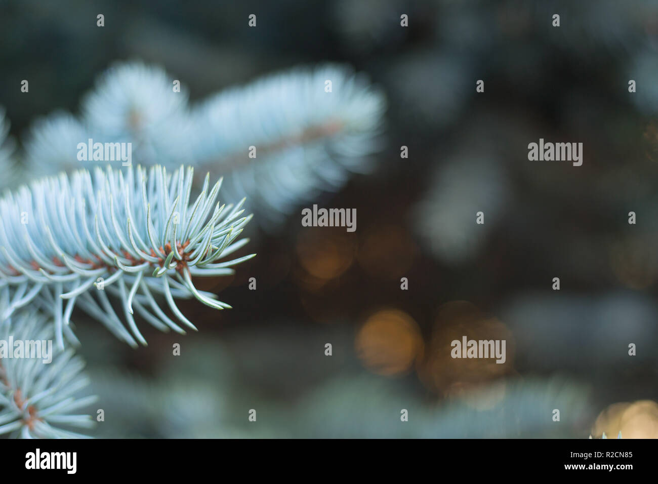 Branches of blue fir tree natural background with copy space for text ...