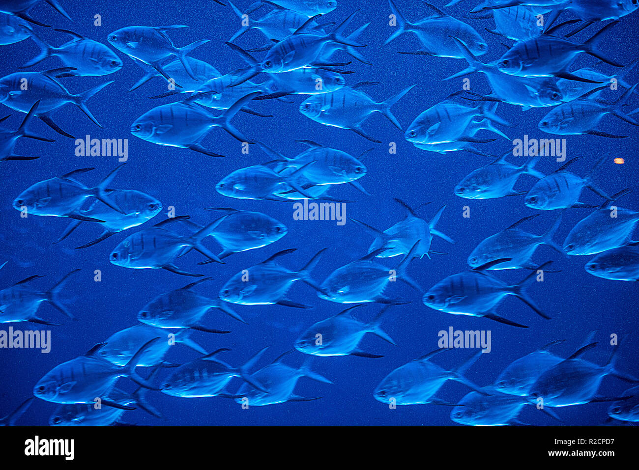 A group of fishes swimming in an aquarium Stock Photo