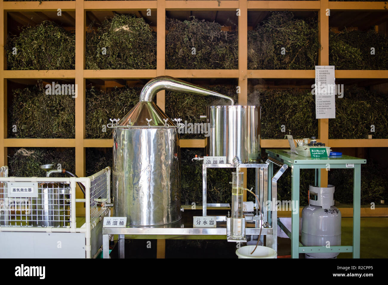 The production process of mint in Mint Distillation Hall as the part of
