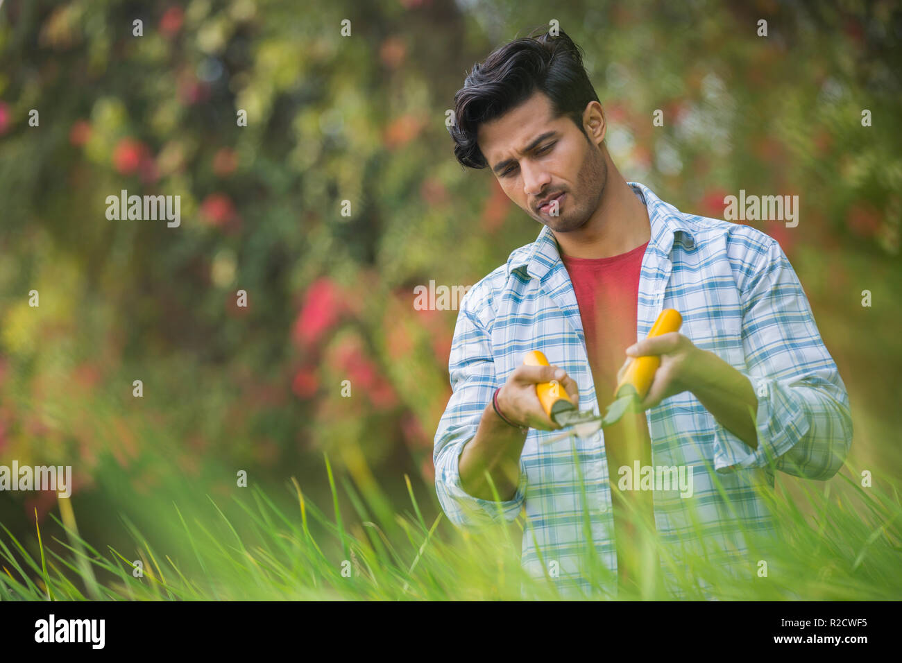 Man trimming tall grass using a hedge shear or gardening scissors Stock ...