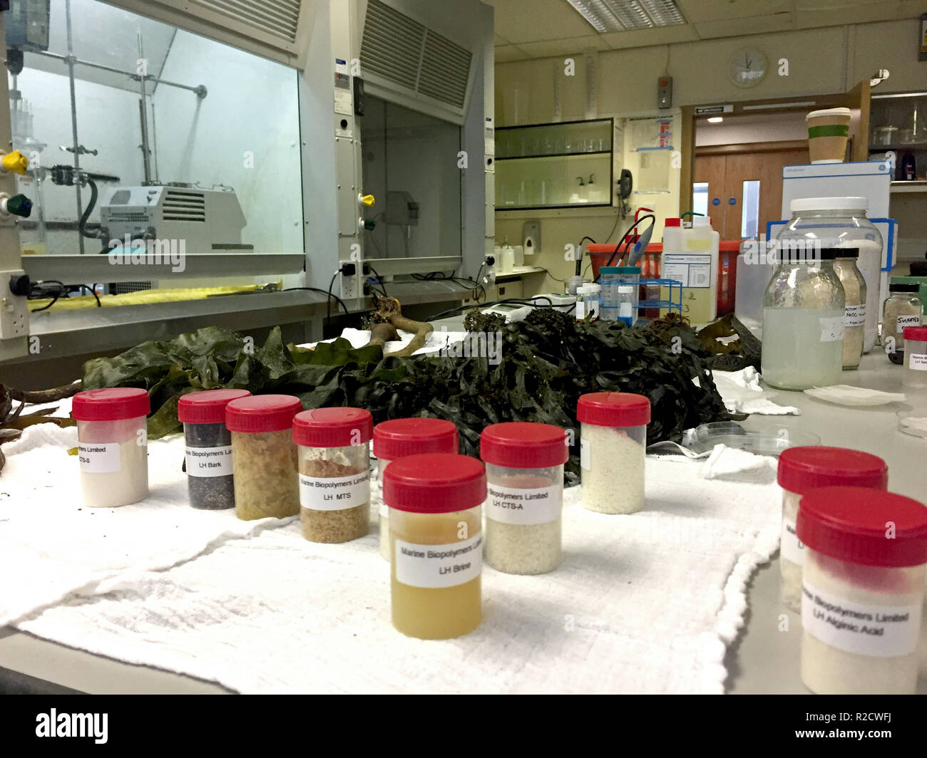 Kelp in Mark Dorris' laboratory at Edinburgh Napier University. Company bosses have claimed that Scotland could lose out on a £300 million industry if MSPs vote to ban the industrial harvesting of kelp in Scotland's waters. Stock Photo