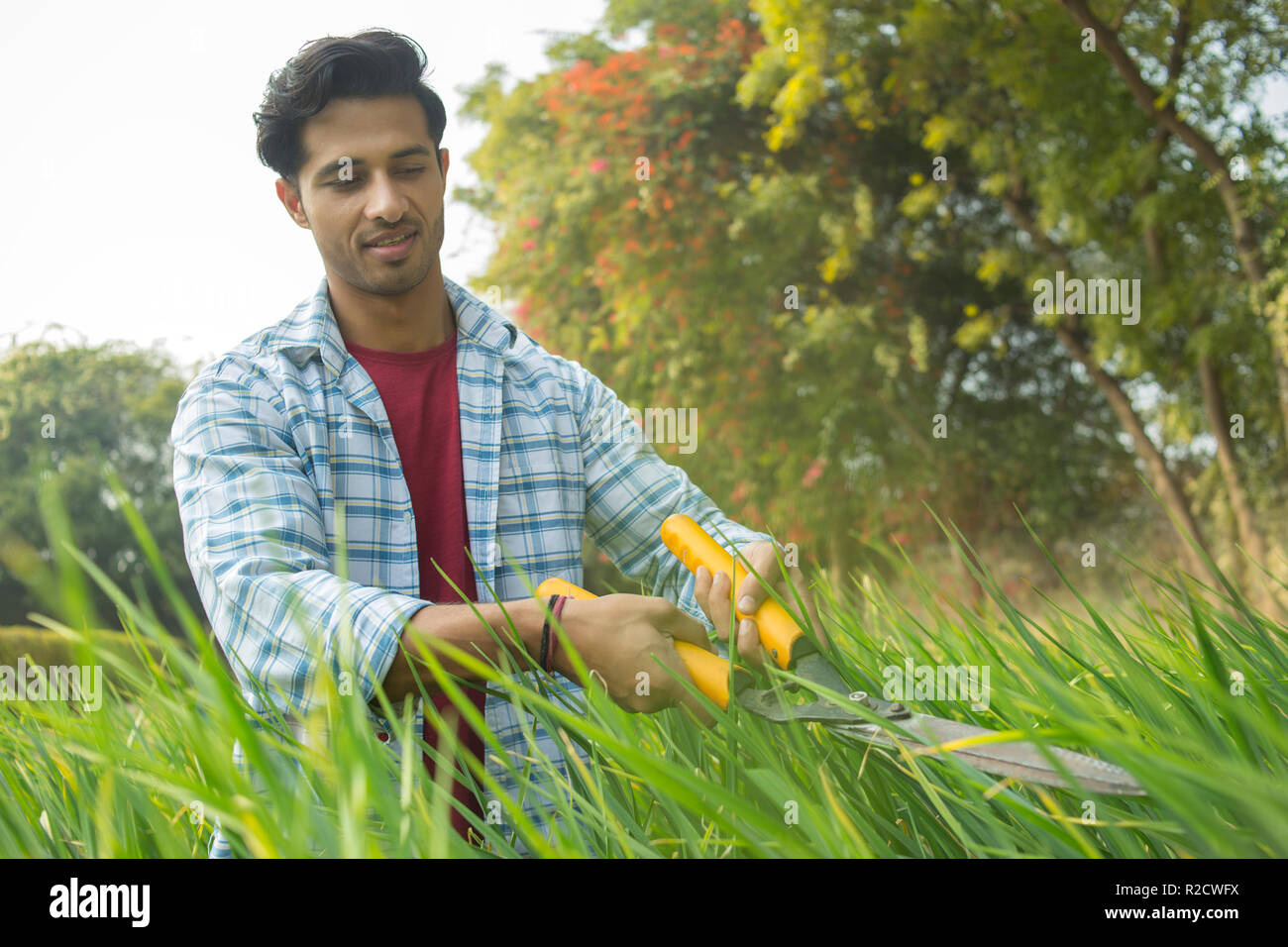 Man trimming tall grass using a hedge shear or gardening scissors Stock