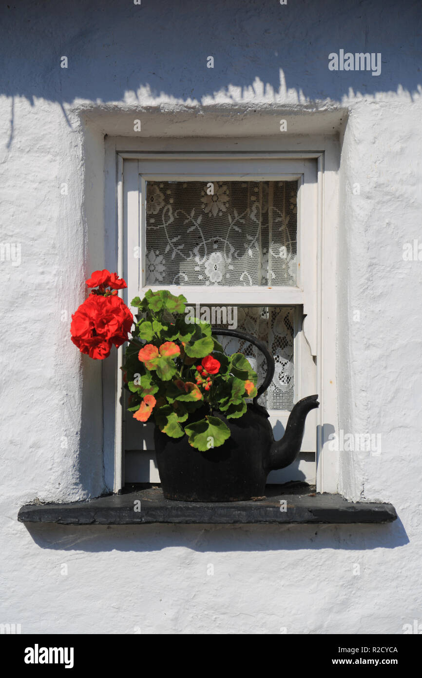 red flower  in an old kettle, ornament, county clare ireland Stock Photo
