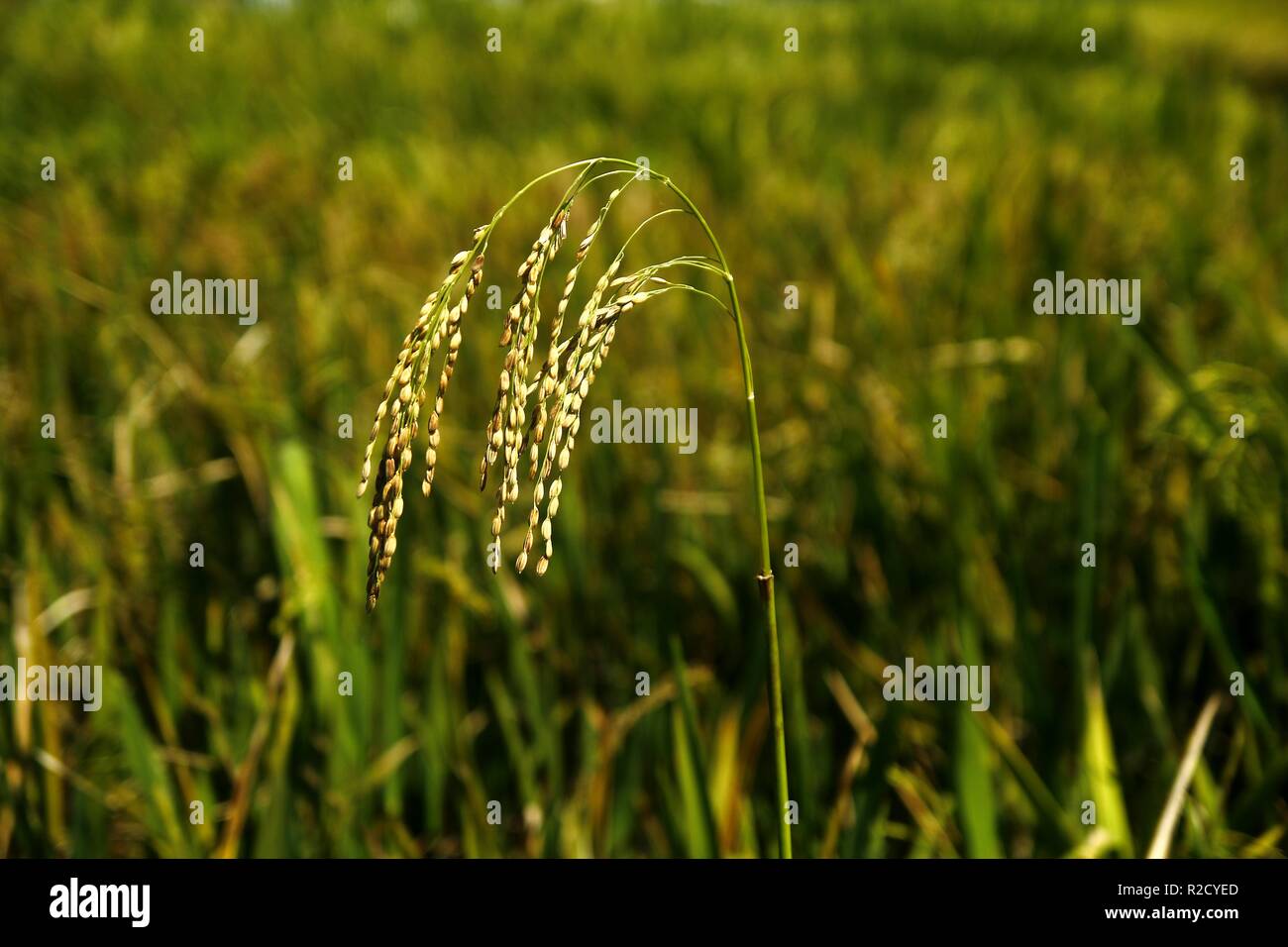 Grain field leaf windy hi-res stock photography and images - Alamy