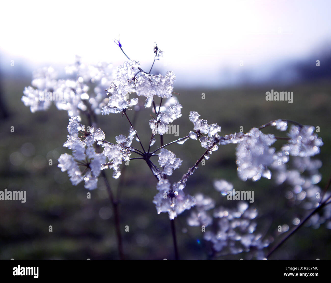 weihnachtsfunkeln2 Stock Photo