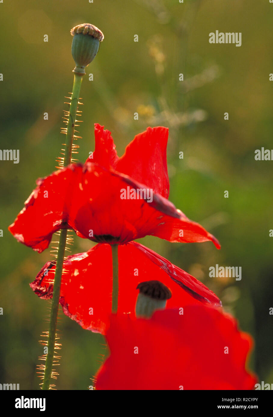 Zentral High Resolution Stock Photography and Images - Alamy