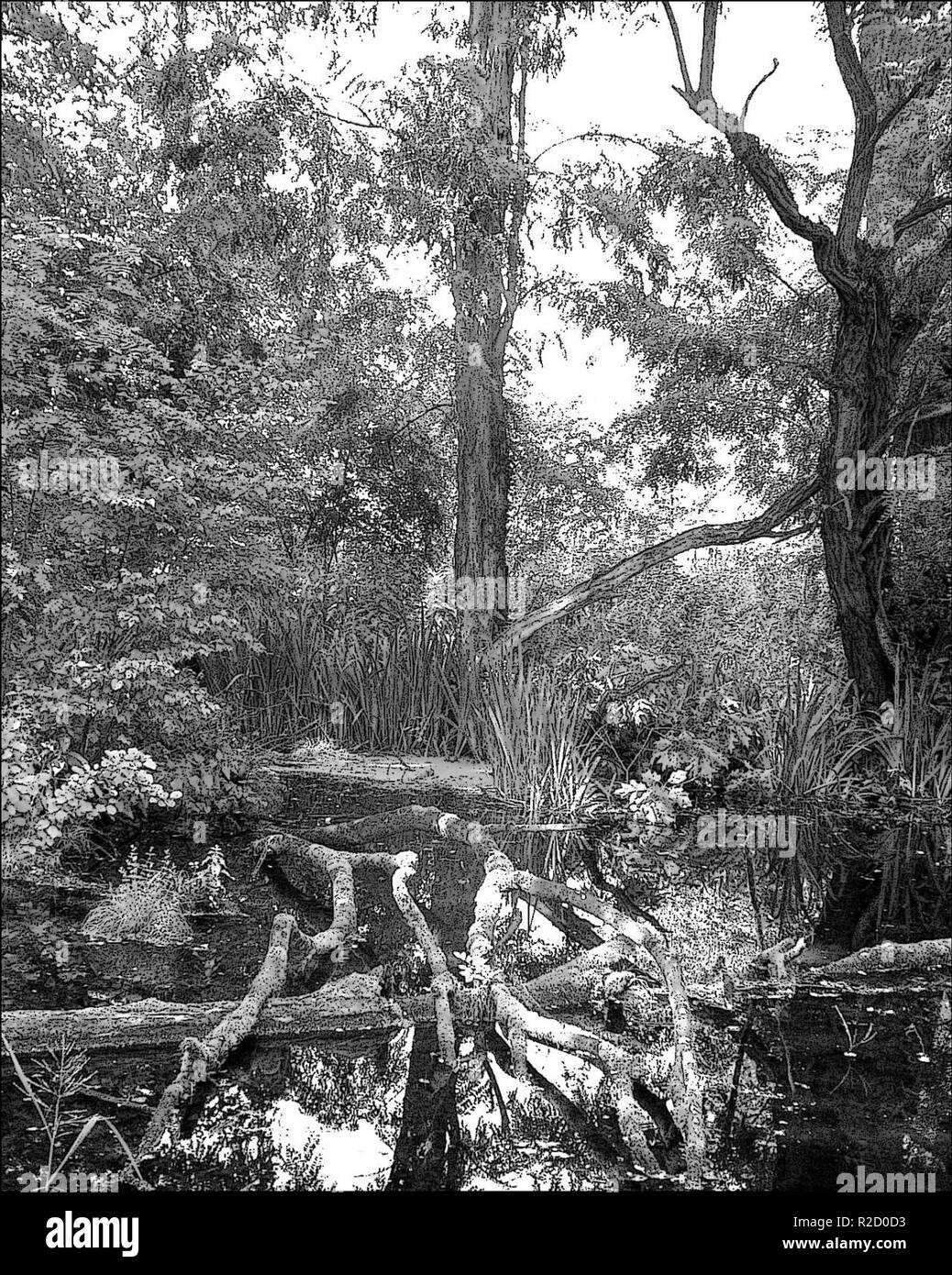 trees in swamp Stock Photo Alamy