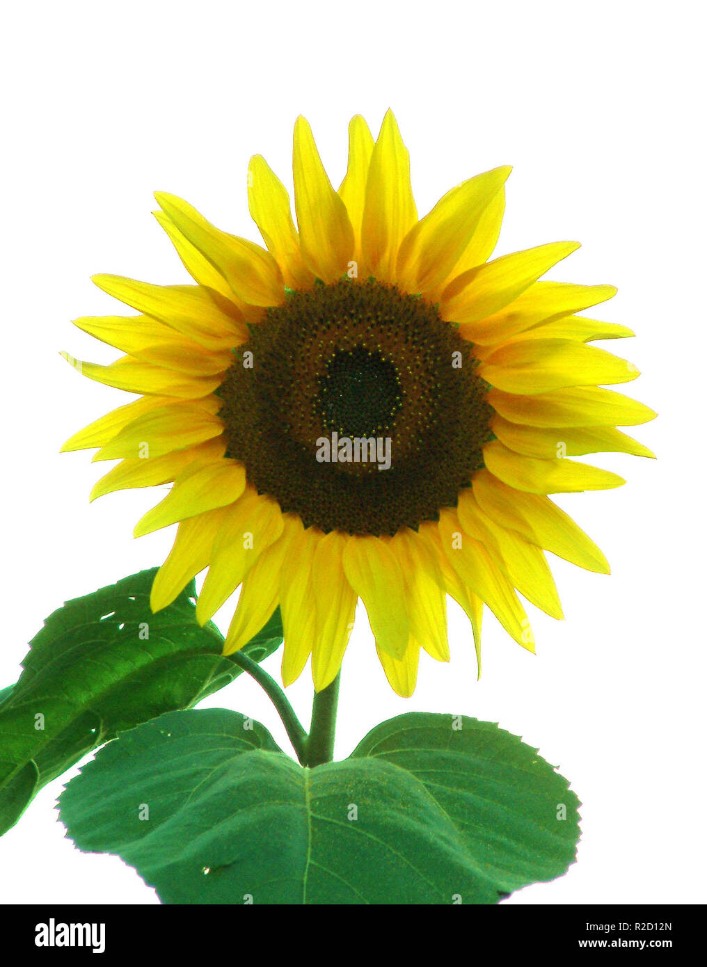 sonnenfa-lle-hi-res-stock-photography-and-images-alamy