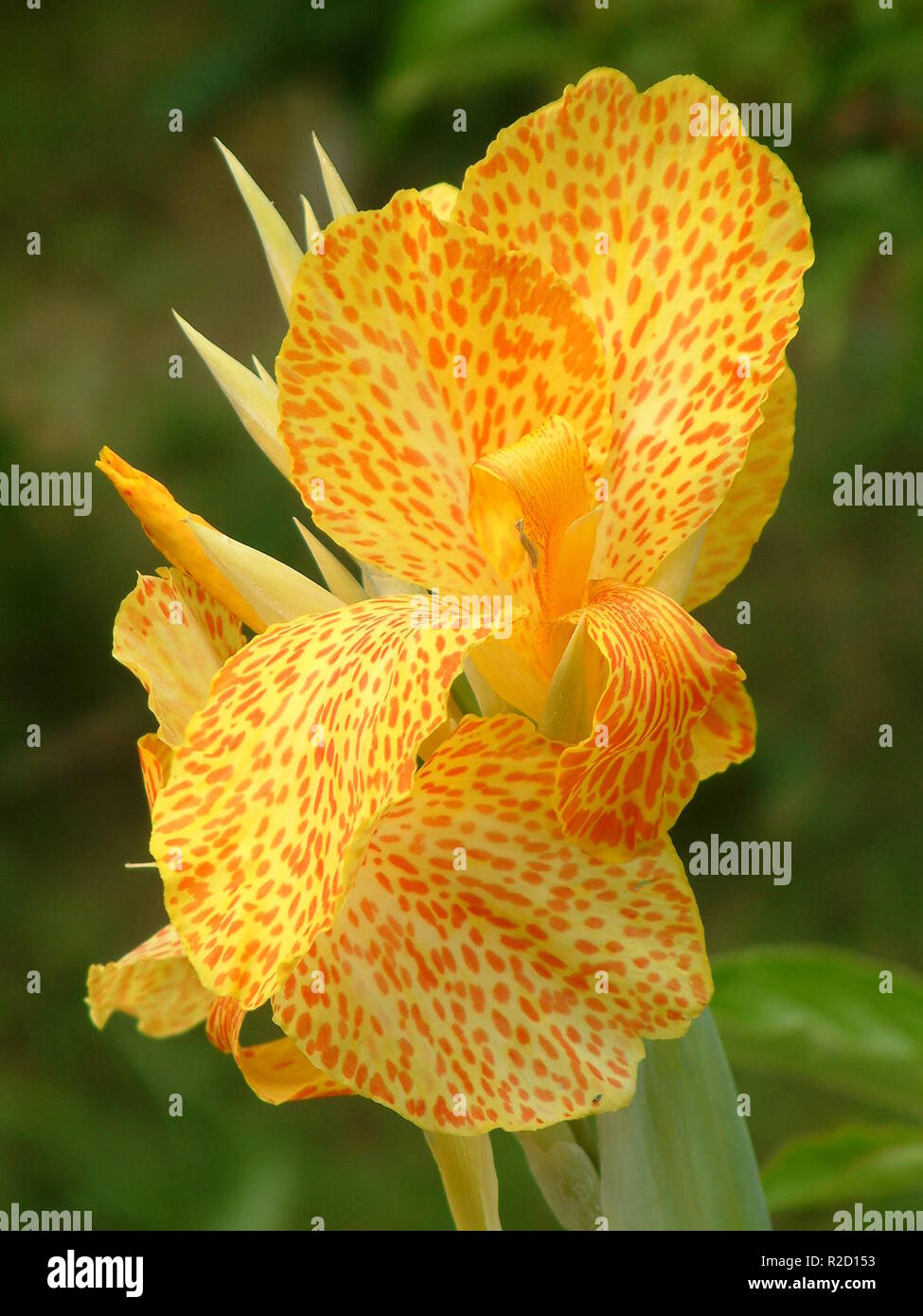 tiger lily Stock Photo