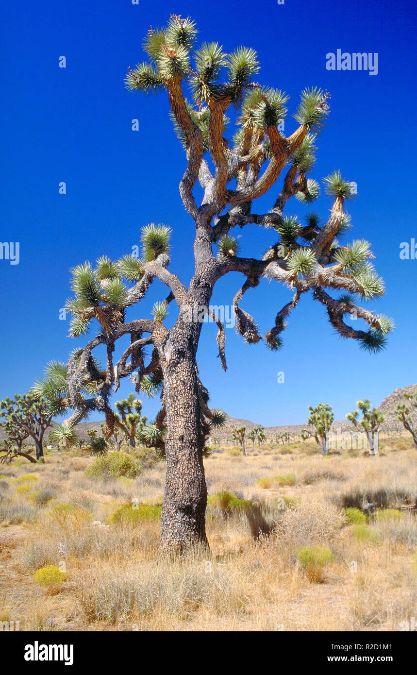 Yajasu Tree Yoshua tree hi-res stock photography and images - Alamy