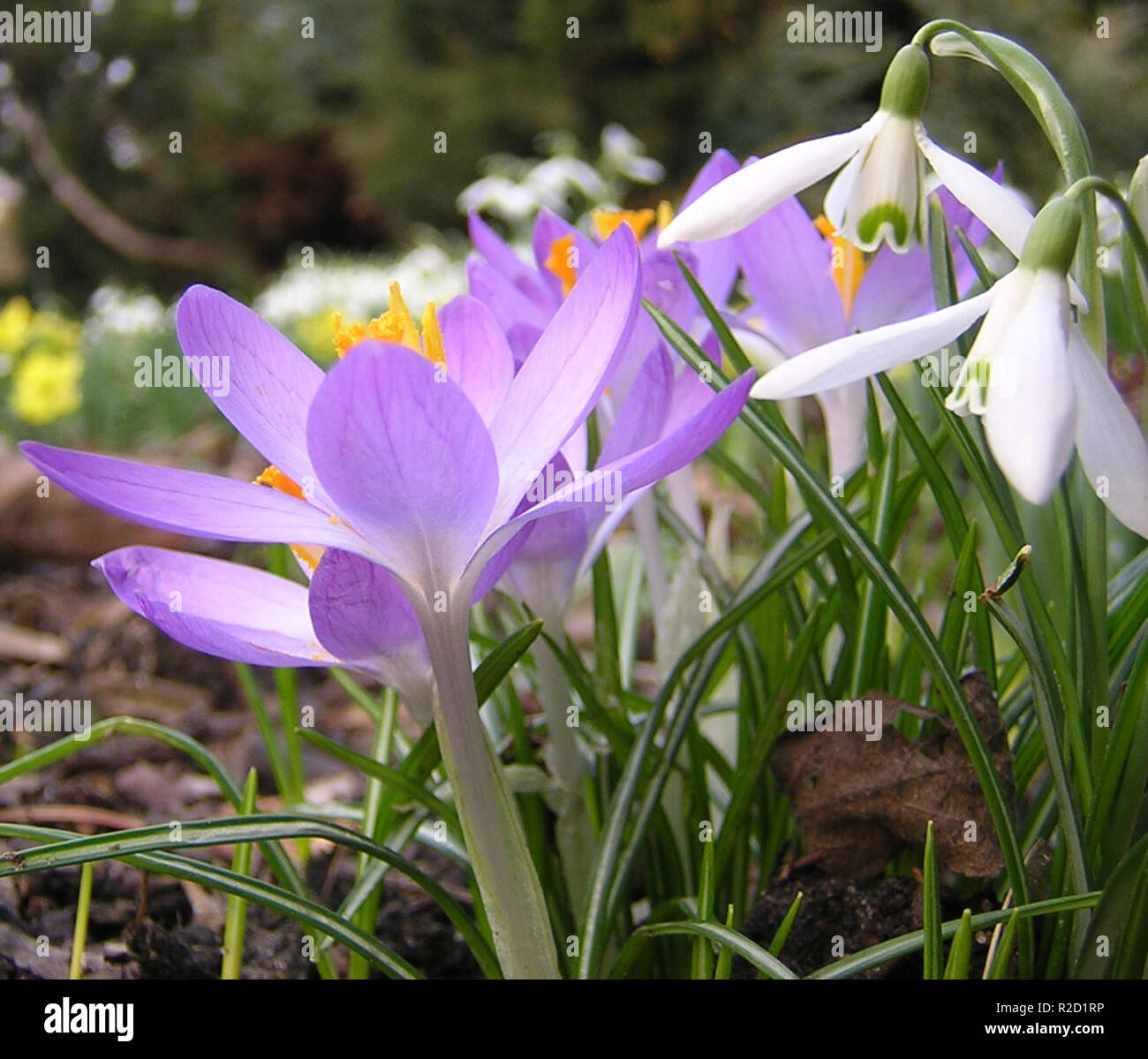 Fra hbla her hi res stock photography and images Alamy