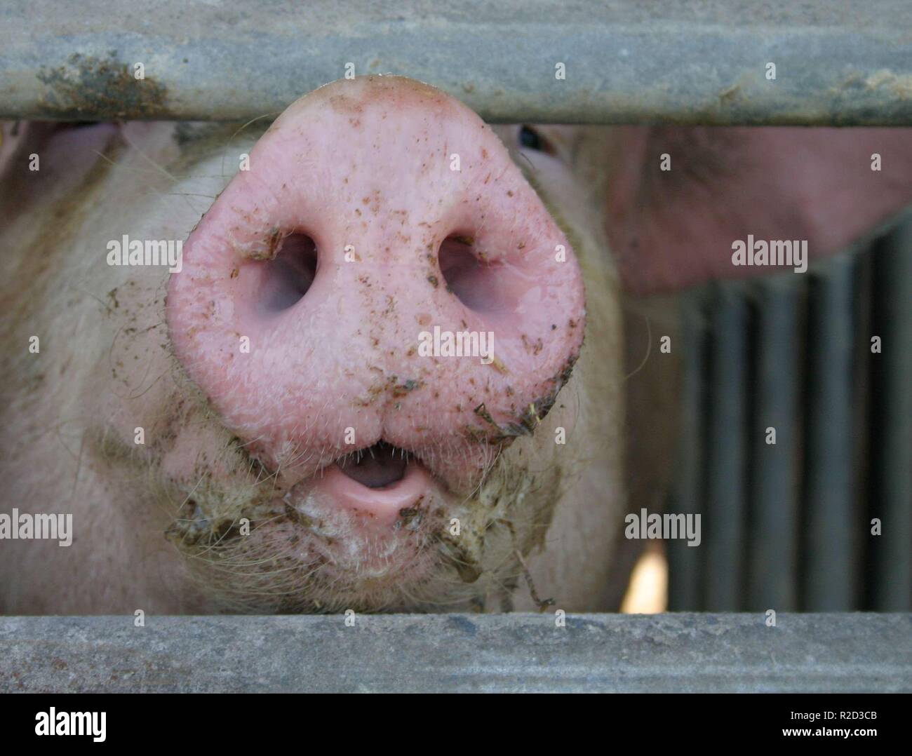 pig snout Stock Photo