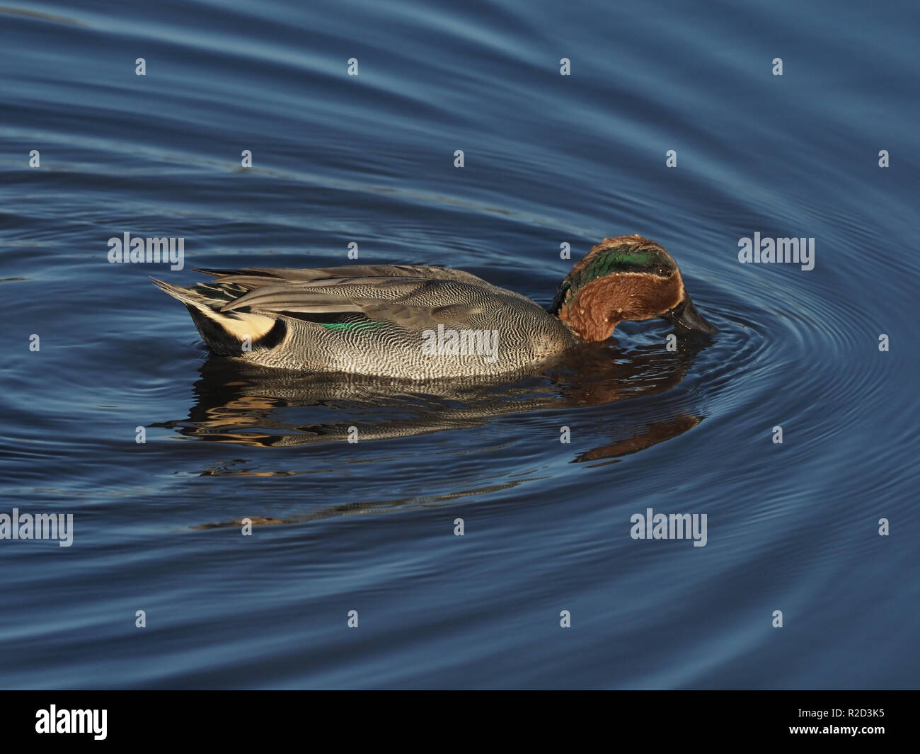 Teal swimming Stock Photo