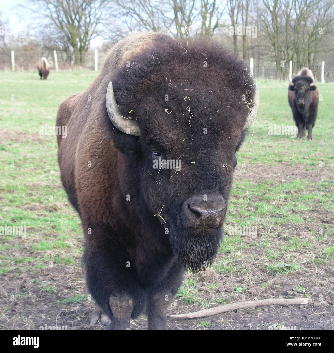 bison Stock Photo