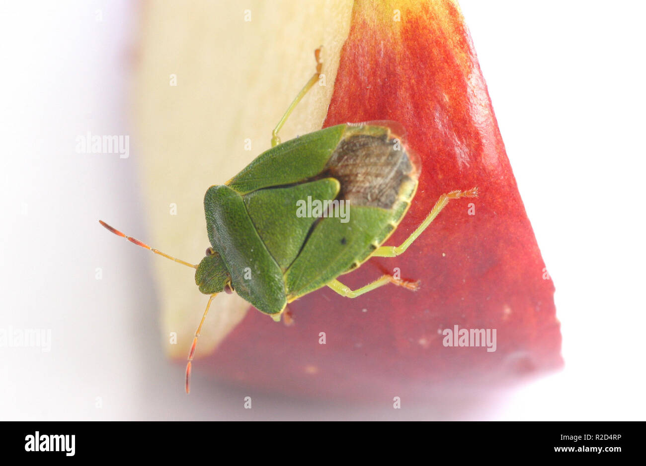 bug Stock Photo