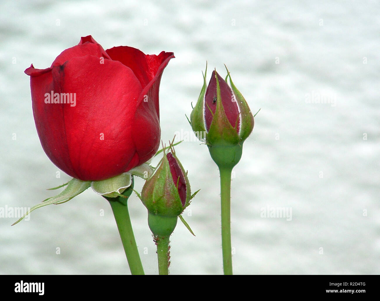 queen of flowers Stock Photo Alamy