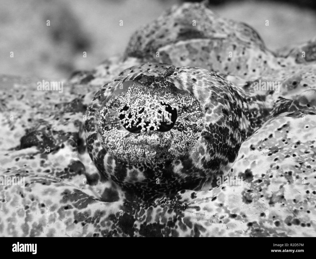 Underwater view of coral and fauna Black and White Stock Photos ...