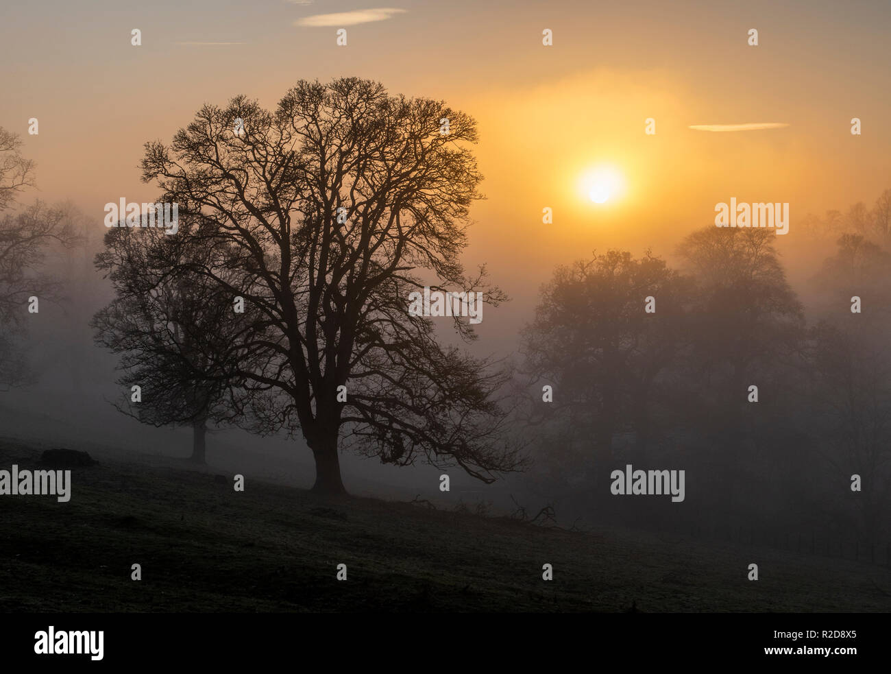 Jedburgh, UK. 18th Nov, 2018. Sunday 18th November 2018. Ancrum, near Jedburgh, Scottish Borders, Scotland, UK. SCOTLAMD UK WEATHER NEWS As the recent spell of warm weather is expected to end as cold air pushes in from western Europe, mist gathers on fields and trees near Jedburgh in the Scottish Borders as the sun sets on a glorious autumn day across the UK. Photography by Credit: phil wilkinson/Alamy Live News Stock Photo